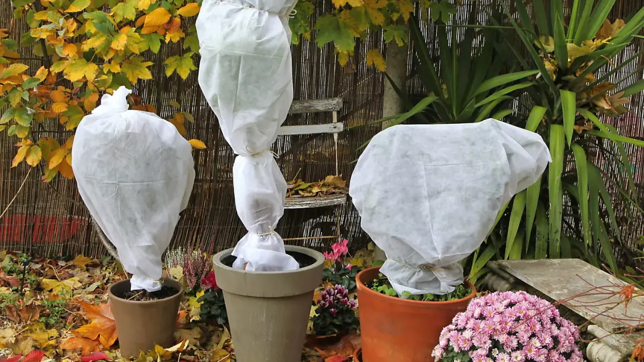 Trois plantes en pot sont emballées dans des voiles d'hivernage blancs. Peut-on laisser un voile d'hivernage tout l'hiver ? La réponse est oui, pour protéger du froid.