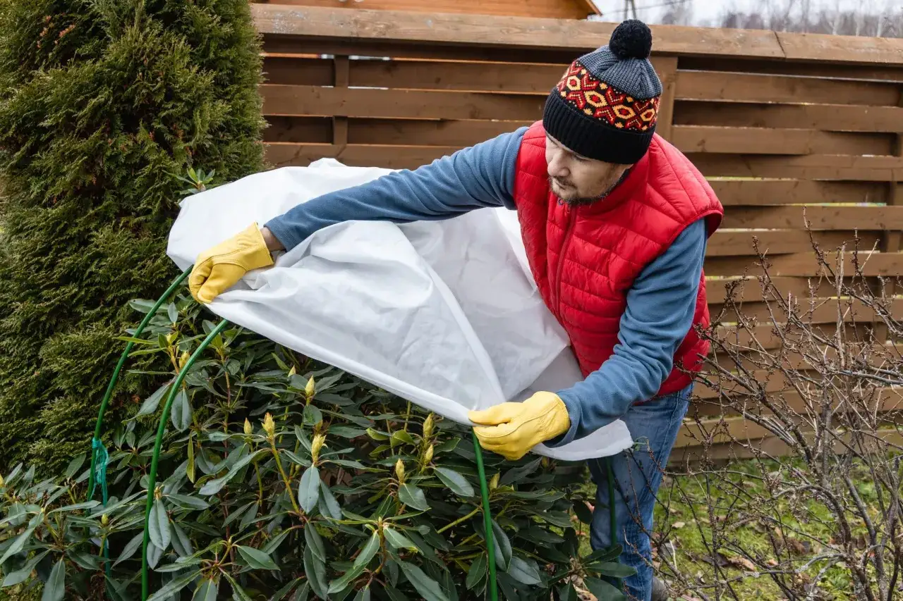 Un homme en bonnet et gilet rouge protège un arbuste avec un voile d'hivernage. Peut-on laisser un voile d'hivernage tout l'hiver ?